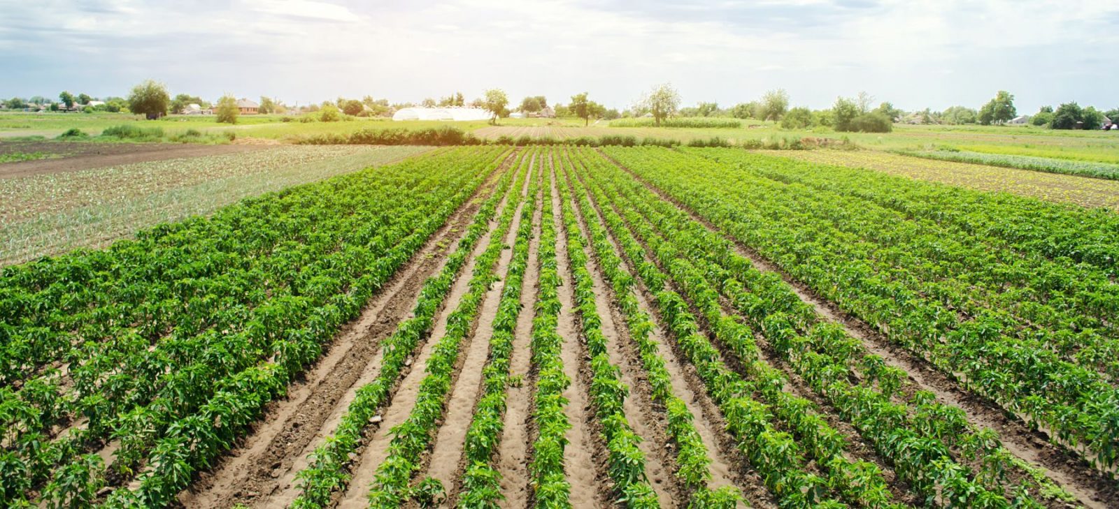 Reshaping & Drainage Works – Pirimiti Gomani et al.